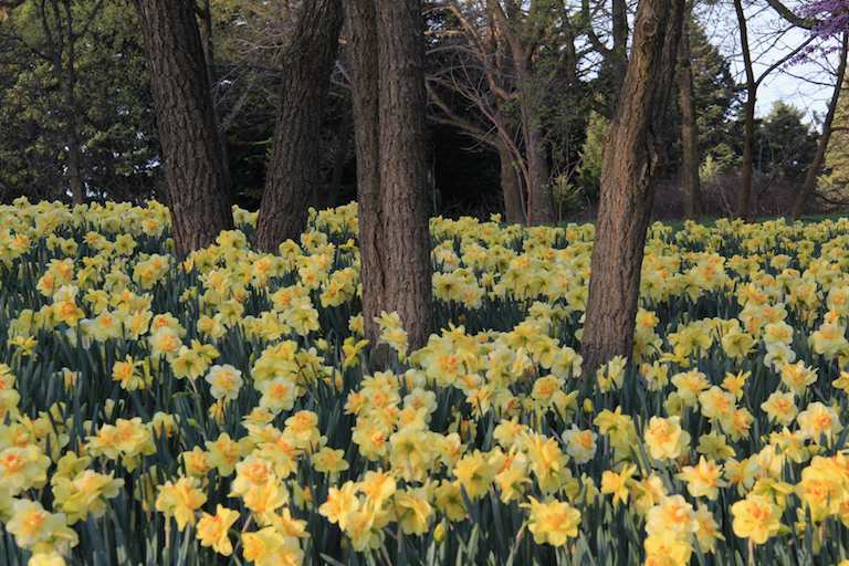 Field of Double Daffodils With Trees Field of Double Daffodils With Trees photograph