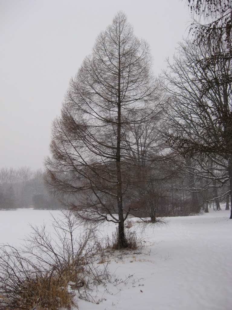 Winter Tree winter tree photograph