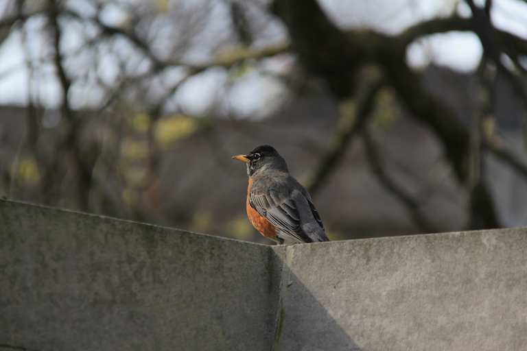 Robin On Wall gifts Robin On Wall photograph