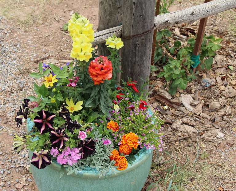 Summer Flowers In Turquoise Pot gifts Summer Flowers In Turquoise Pot photograph